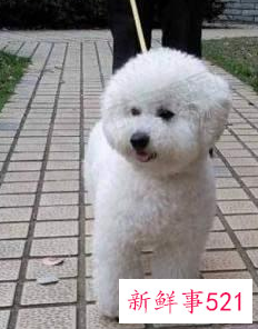 如何让狗狗不在家里大小便