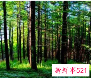 五行属木水最旺的名字