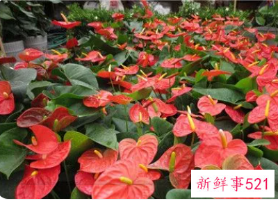 客厅明财位摆放什么招财