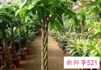 客厅最适合的盆栽植物