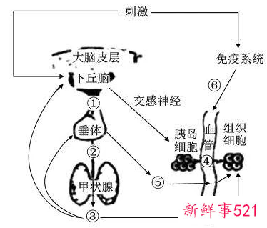 为什么生完孩子甲状腺有问题