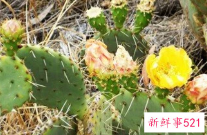 梦见仙人掌腐烂是什么意思