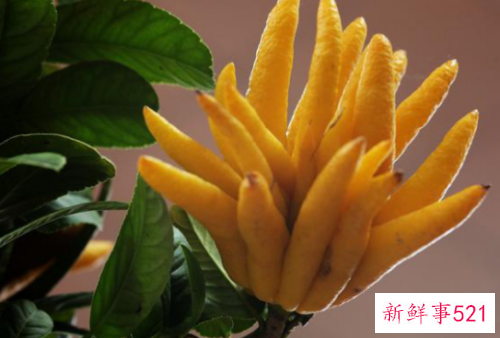 佛手对人体有什么样的作用
