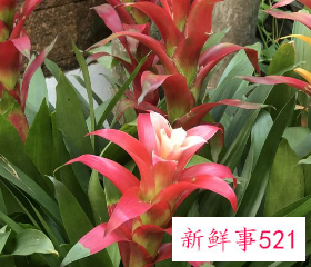 室外镇宅的花卉绿植有哪些