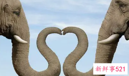 女人梦见两只大象