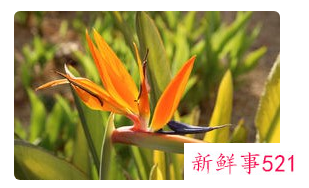 象征自由洒脱的花