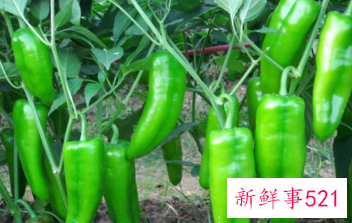 辣椒什么时候进入中国