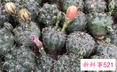 绯花玉仙人球怎么繁殖播种