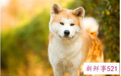 比较安静的宠物