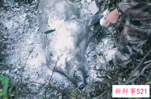 四川野猪泛滥成灾捕杀后能吃吗