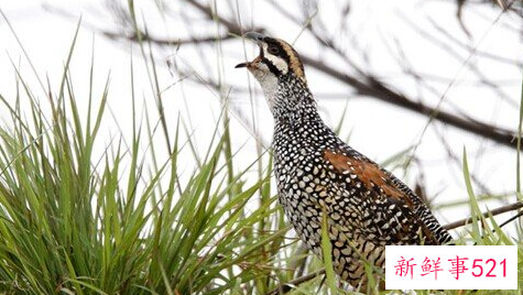 梦见鹧鸪有什么征兆