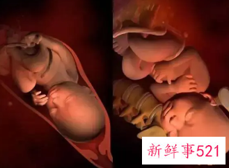 38周的胎儿发育情况