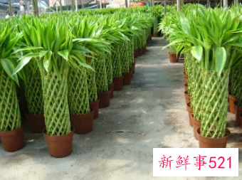 梦见家里多很多盆栽