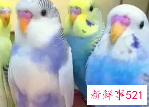 养什么小鸟便宜