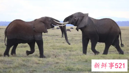 女人梦见两只大象