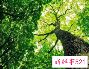 五行属木水最旺的名字