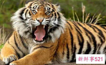 老虎代表什么寓意