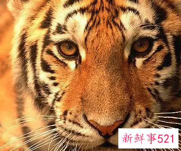 属虎的天蝎名人