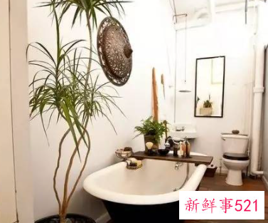 怎么样用植物打造好风水