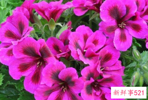 天竺葵的花语和寓意