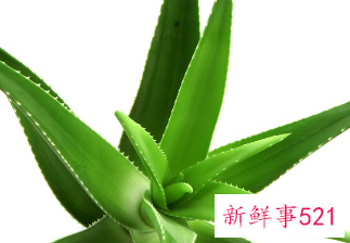 芦荟有什么功效作用