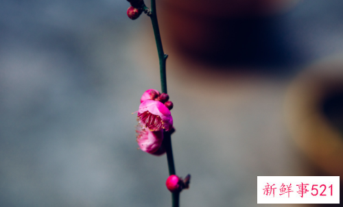 梅花叶子发黄卷叶原因和处理方法