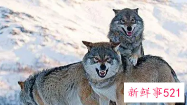 梦见训练狼是什么意思