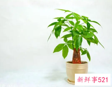发财树不长新叶子是怎么回事