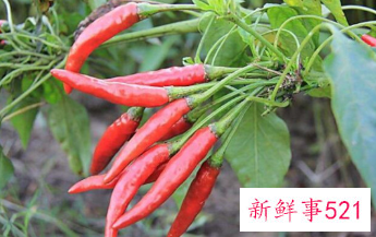 辣椒什么时候进入中国