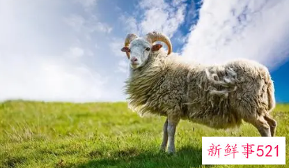 2021年属羊风水布局