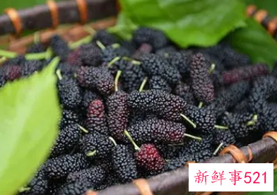 桑葚的功效与作用泡水