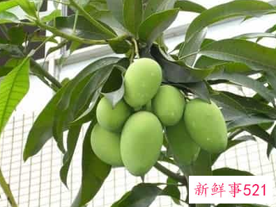 青芒果怎么催熟变黄