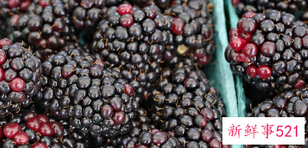 桑葚泡酒功效与作用