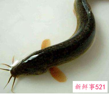 男人常吃泥鳅的害处