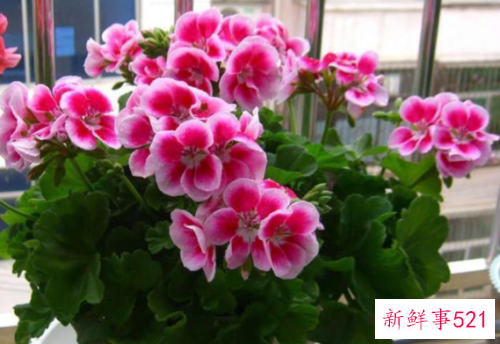 天竺葵的花语和寓意