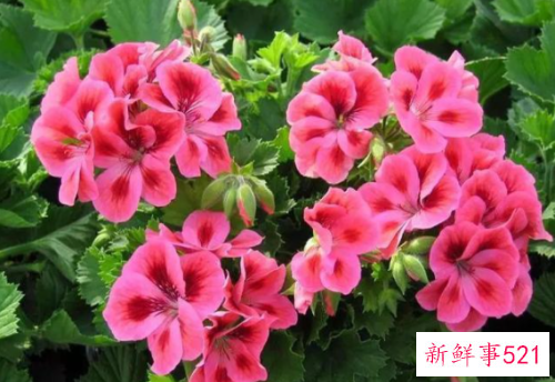 天竺葵的花语和寓意