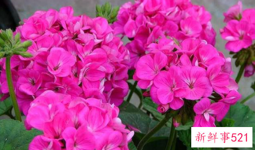 天竺葵的花语和寓意