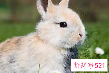 属兔男喜欢女人的表现