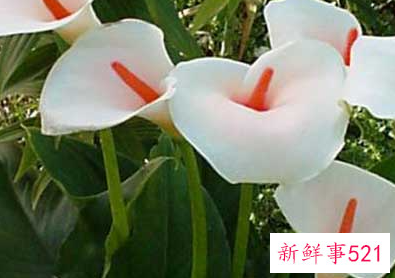 马蹄莲开花图片