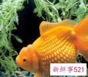 寝室好养活的宠物