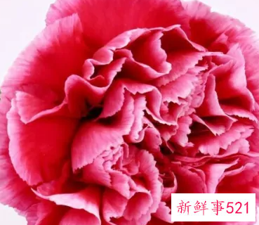 12星座专属花语