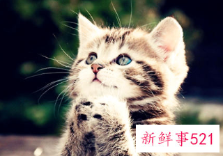 猫咪耳朵大面积掉毛怎么办