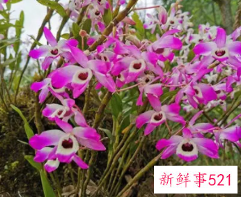 金钗石斛的功效与作用