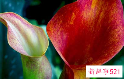 马蹄莲开花图片