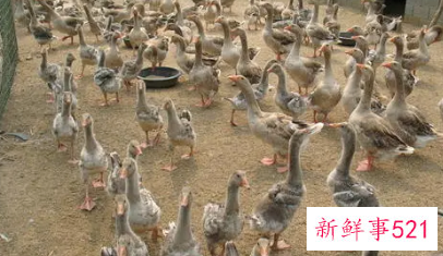 养殖年终总结报告范文