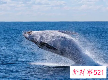 梦到自己在大海里看到大鲸鱼