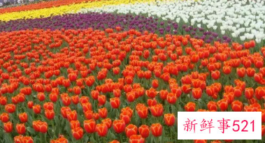 梦见开了很多花的周公解梦