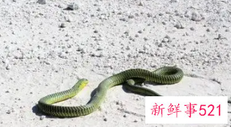 冬天的蛇有什么特点