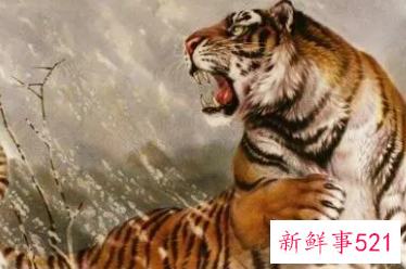 属虎的做什么生意发财