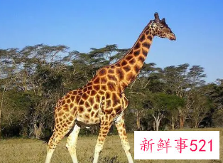 女人梦见被长颈鹿追赶